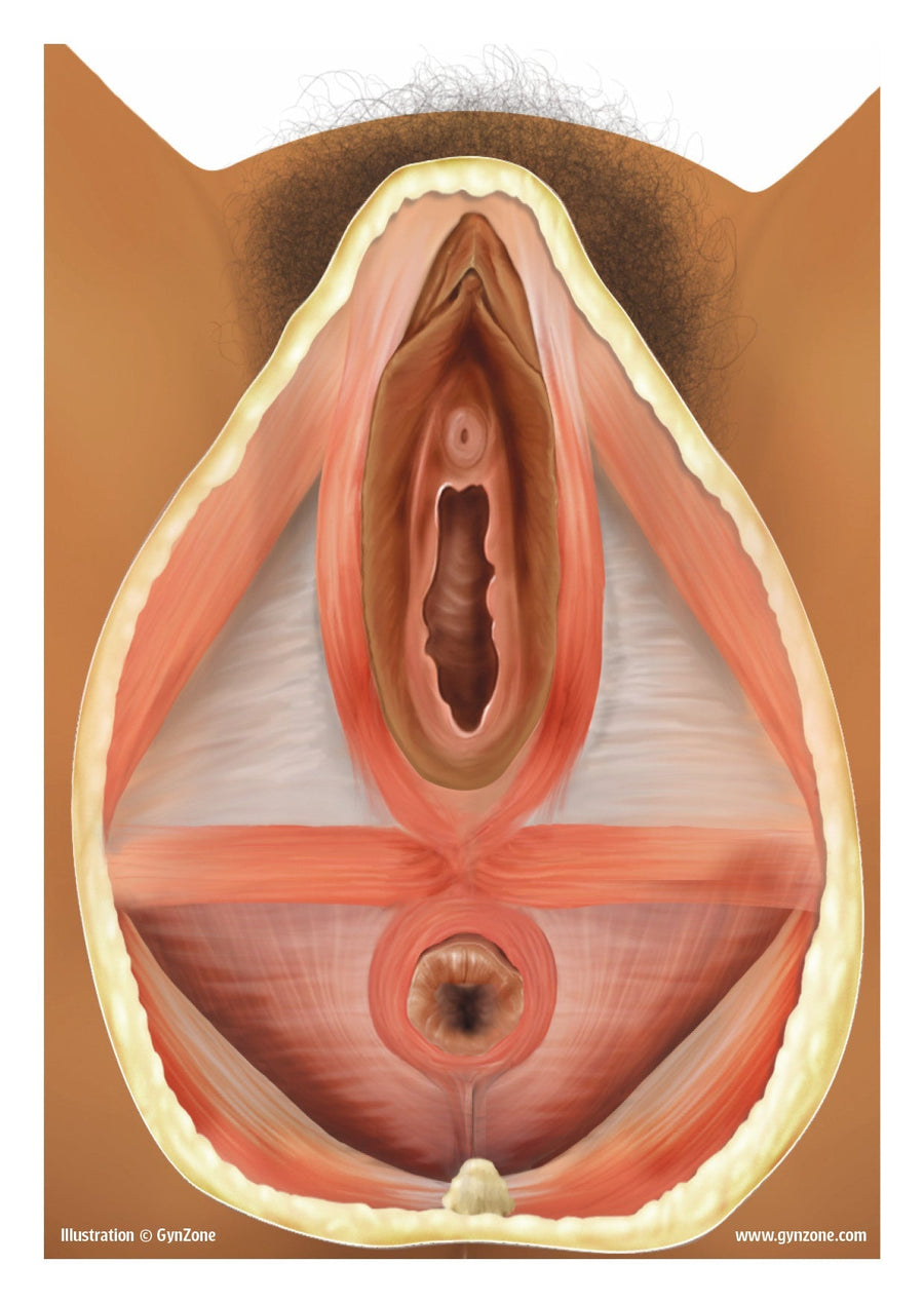 Vulva pocket card, plastic coated. Box with 100 cards.
